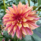 River’s Elizabeth - Tuber