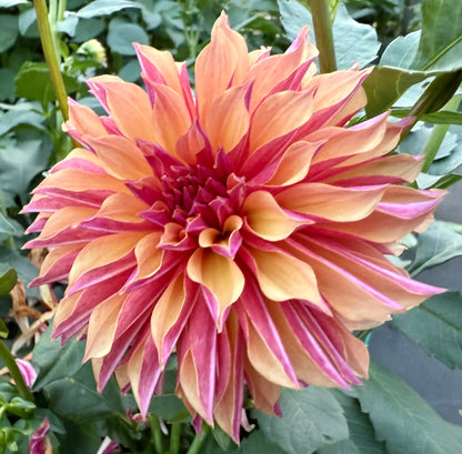 River’s Elizabeth - Tuber