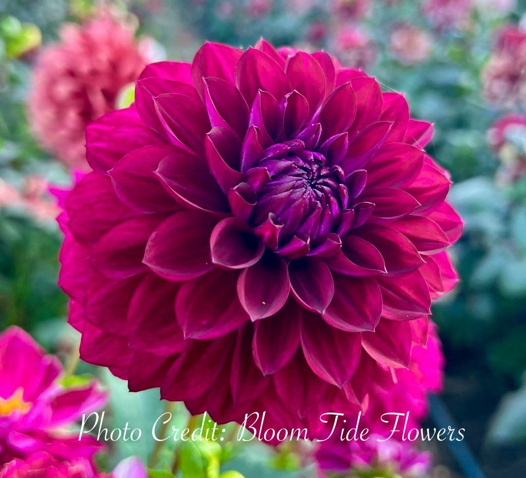 CDP Floriferous - Tuber