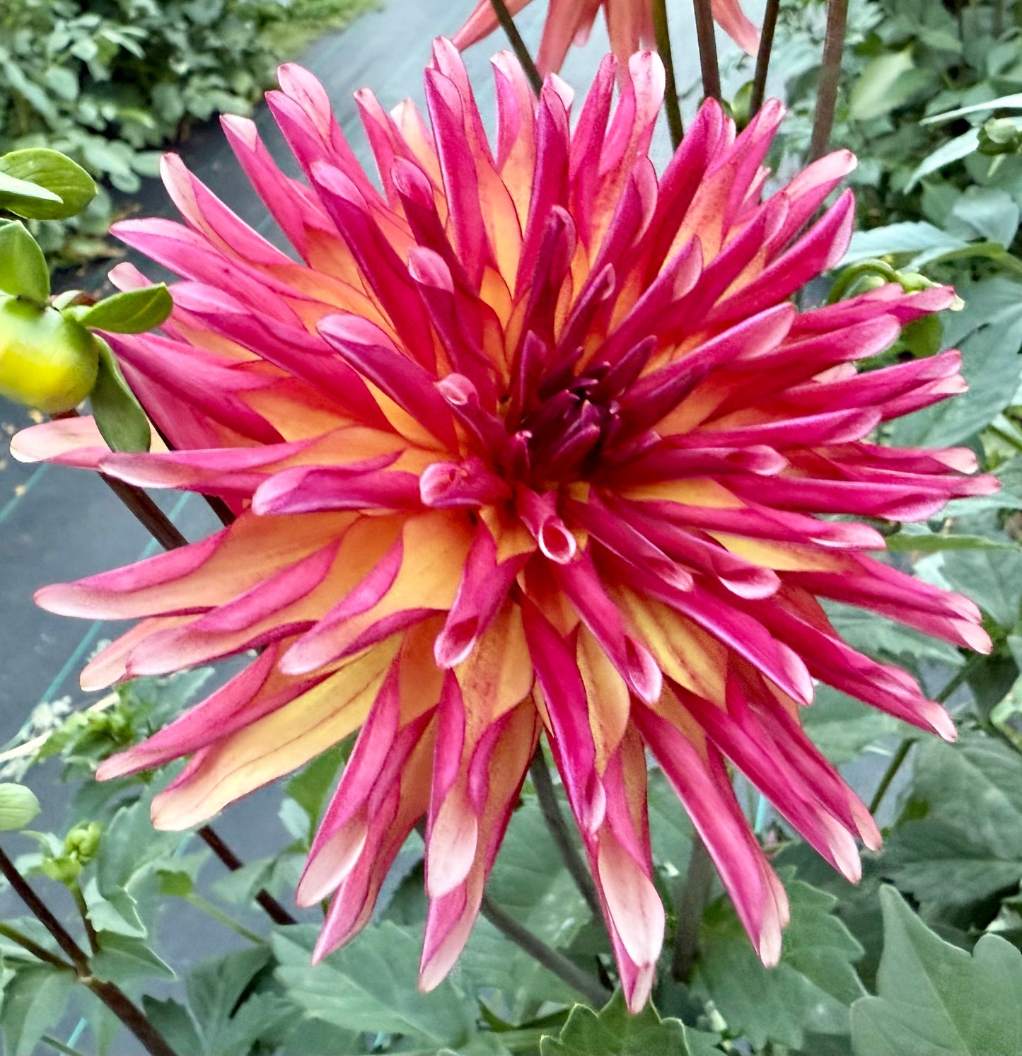 River’s Novelty - Tuber