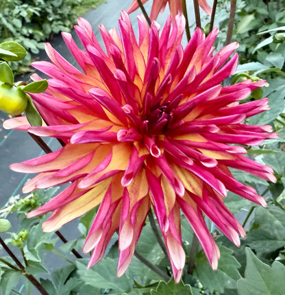 River’s Novelty - Tuber