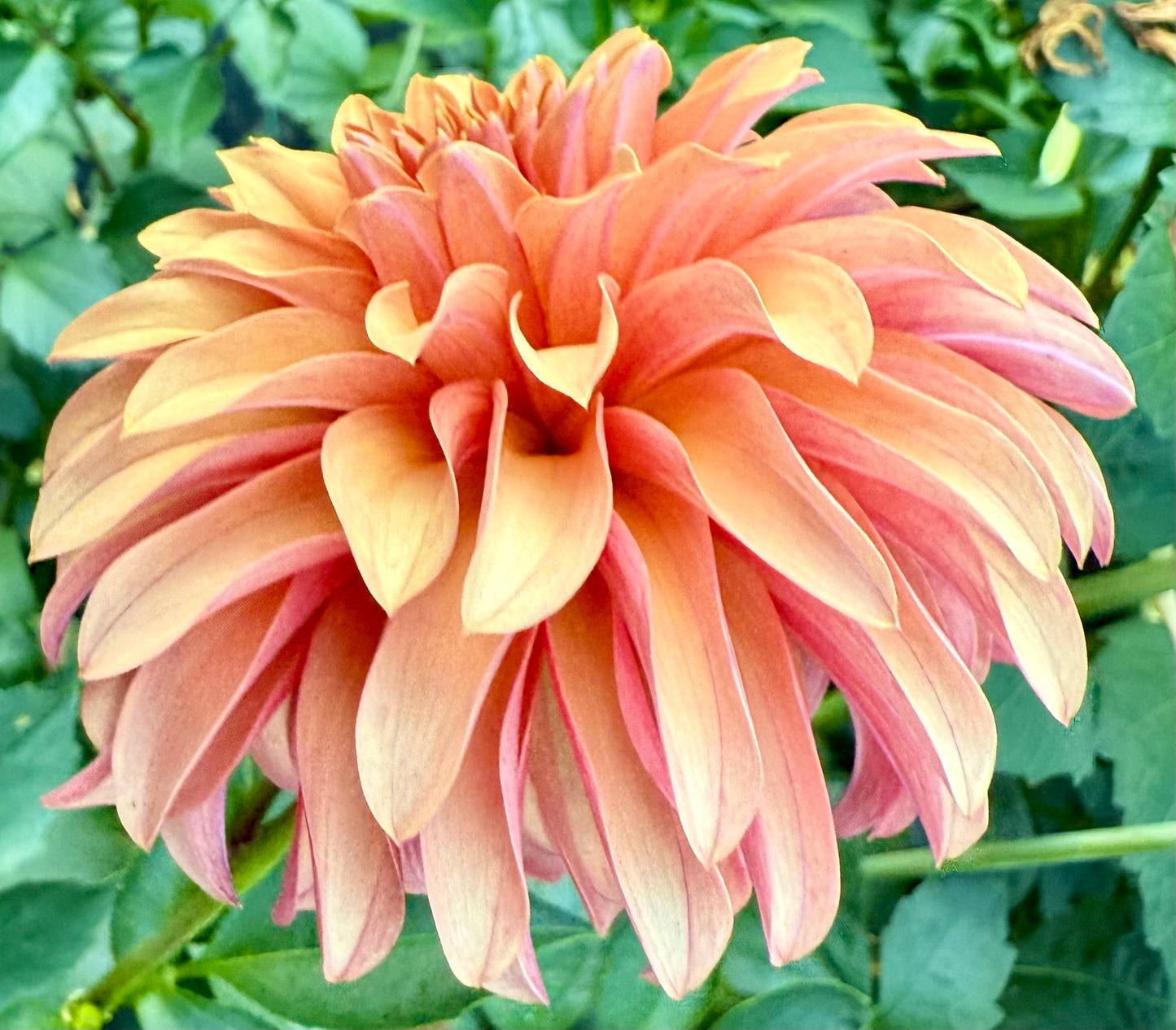 River’s Can’t Elope - Tuber