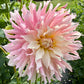SF Madelouie - Tuber