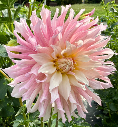 SF Madelouie - Tuber