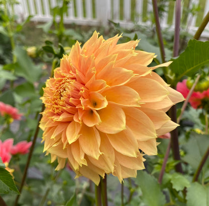 Bloomquist Sue - Tuber