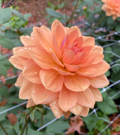 Yelno Harmony - Tuber