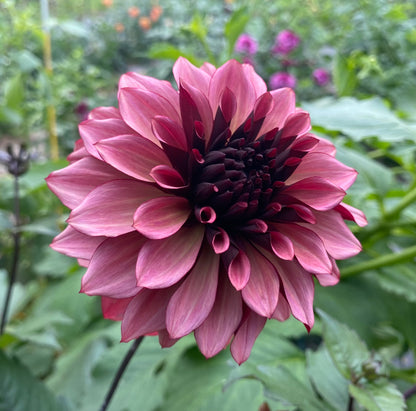 Night Silence - Tuber