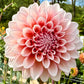Lee’s Pineberry - TUBER