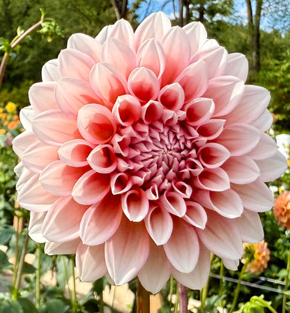 Lee’s Pineberry Trifle