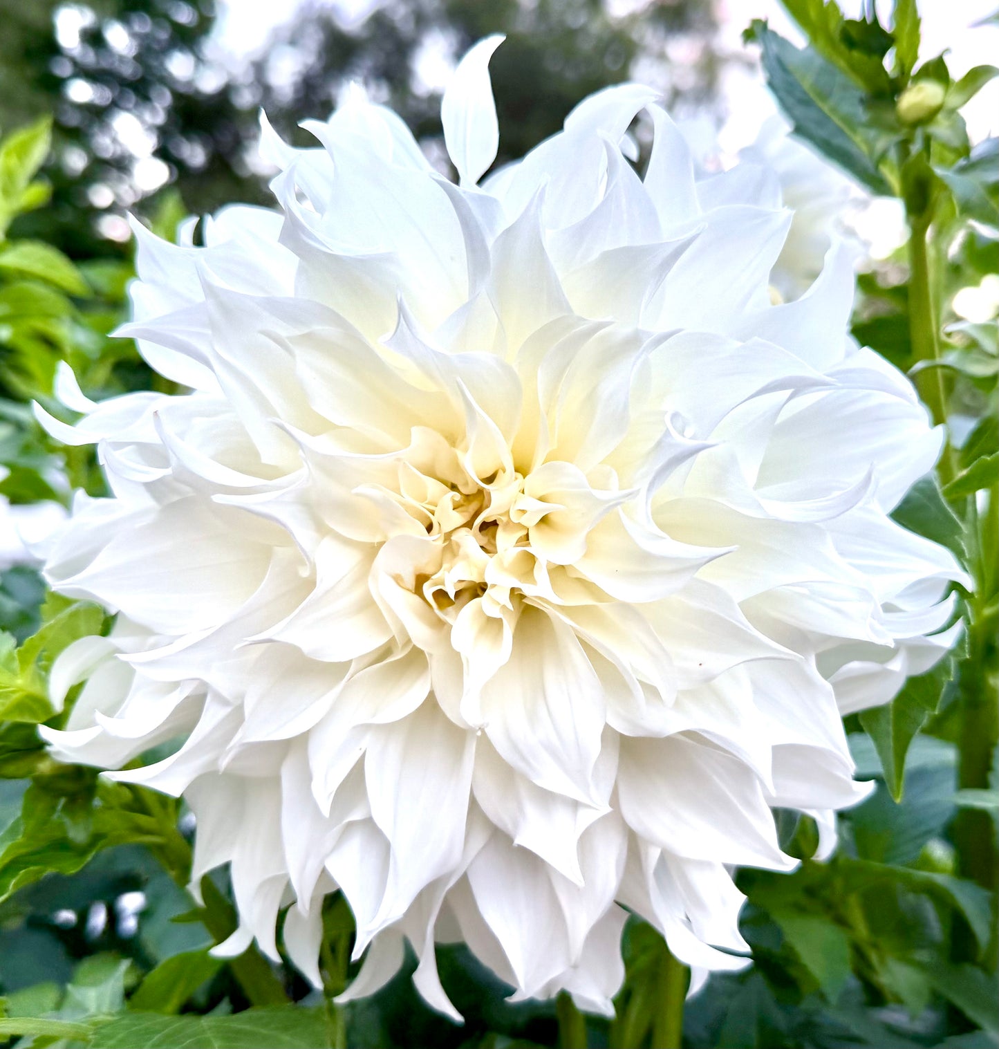 Sheila Mooney - Tuber