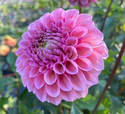 Bracken Rose (US) - Tuber