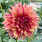 River’s Elizabeth - Tuber