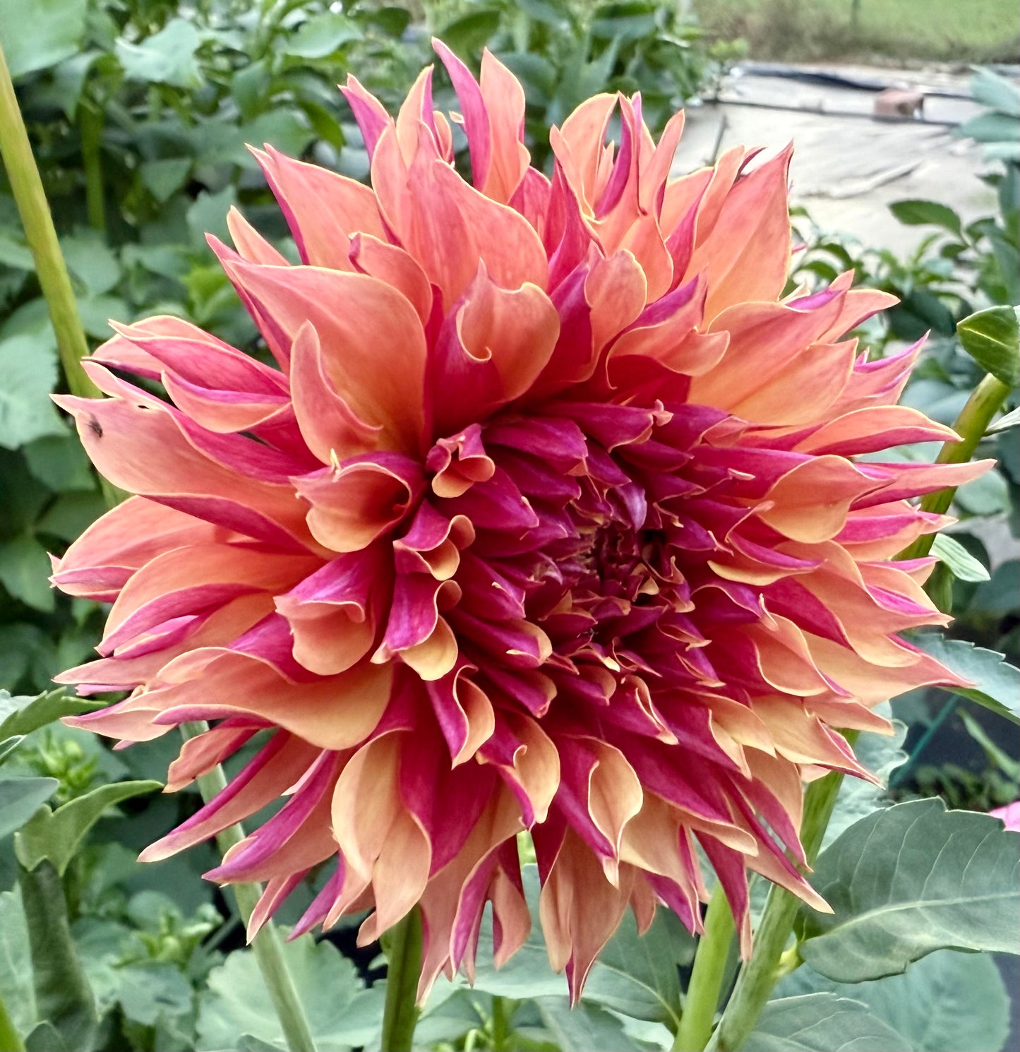 River’s Elizabeth - Tuber