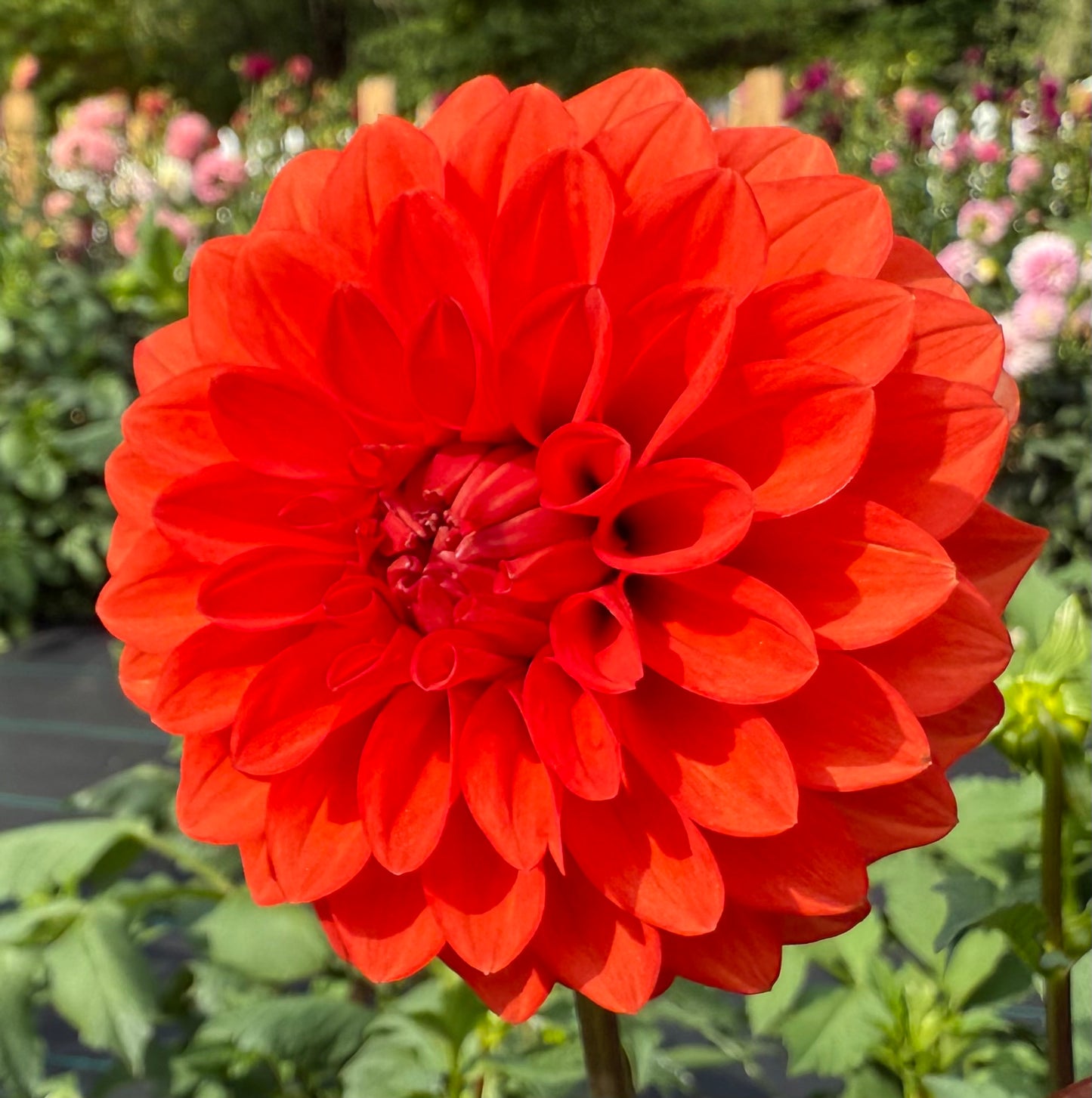 WB’s Molten Lava - Tuber