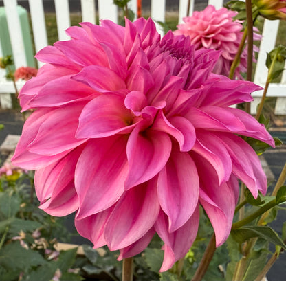 River’s Bubble Gum - Tuber