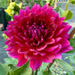 Hollyhill Pandora - Tuber