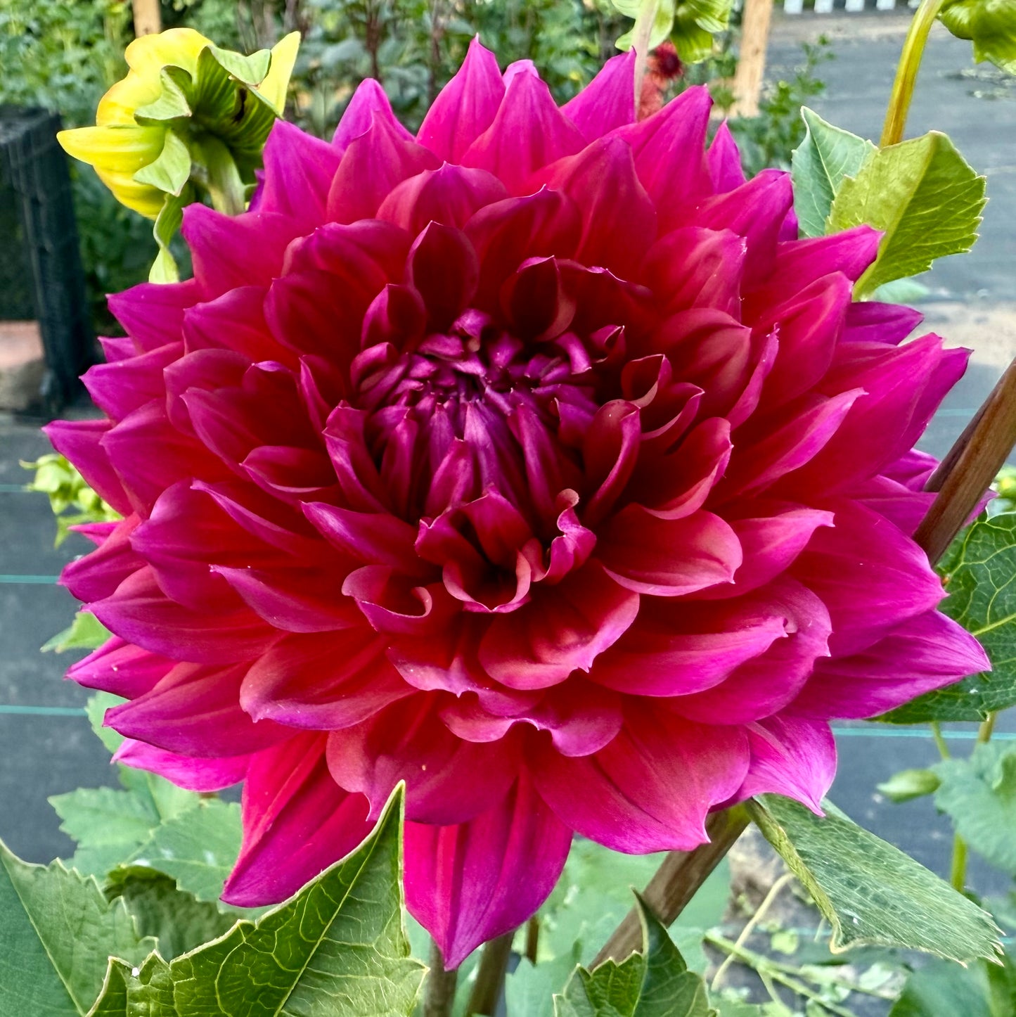 Hollyhill Pandora - Tuber