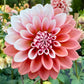 Lee’s Pineberry - TUBER
