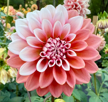 Lee’s Pineberry Trifle