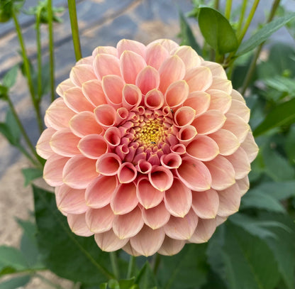 Rock Run Ashley - Tuber