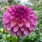 Ferncliff Thunder - Tuber
