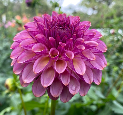 Ferncliff Thunder - Tuber