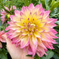 Garden of Love (Japan) - Tuber