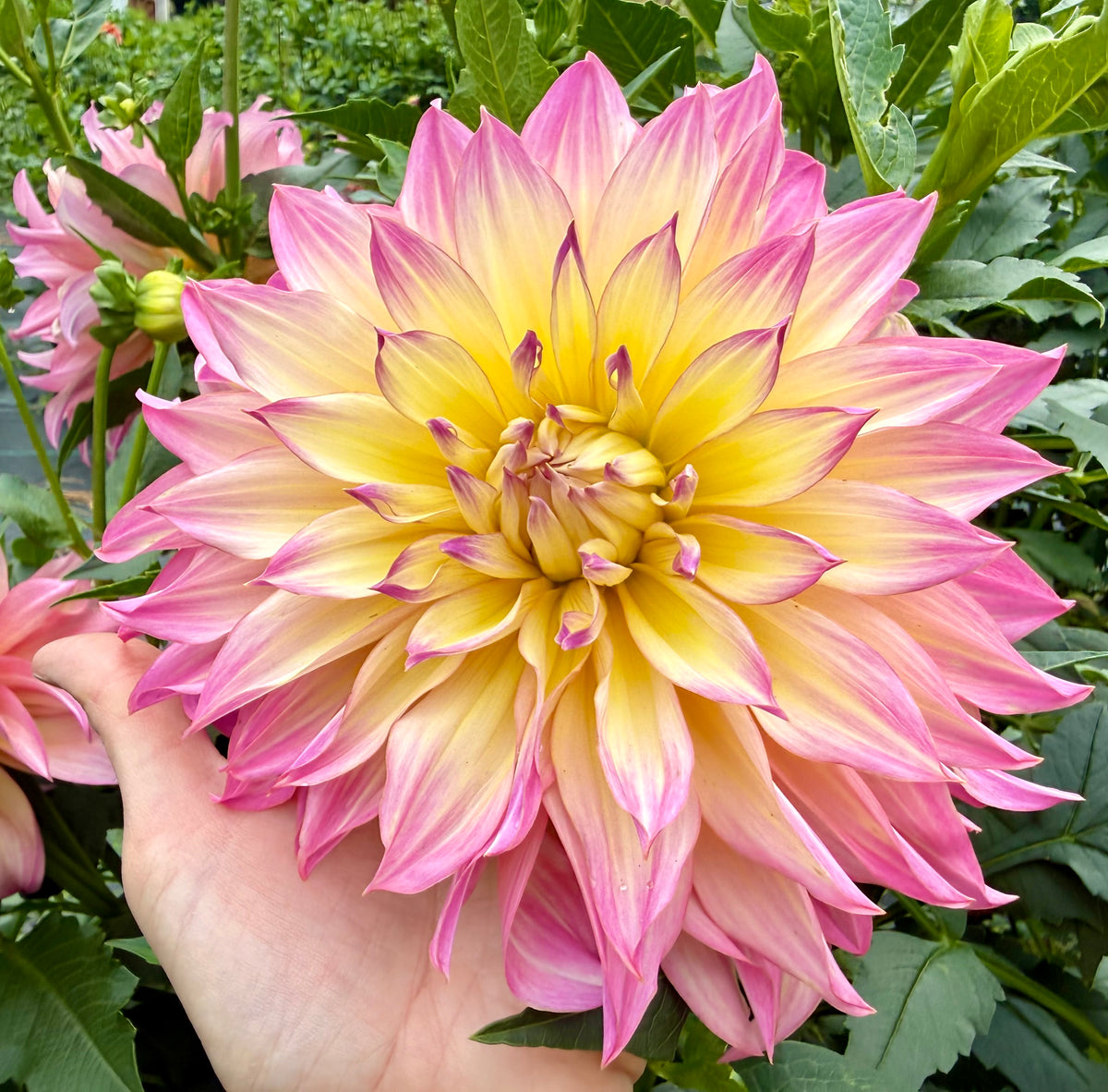 Garden of Love (Japan) - Tuber