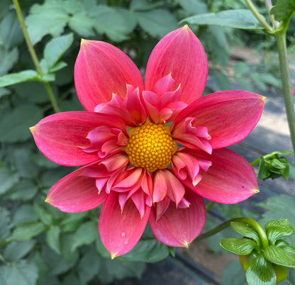 Bloomquist Simple - Tuber