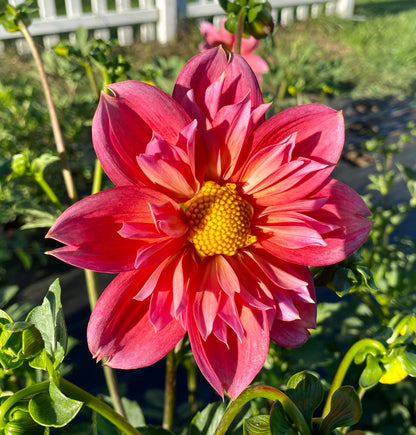 Bloomquist Simple - Tuber