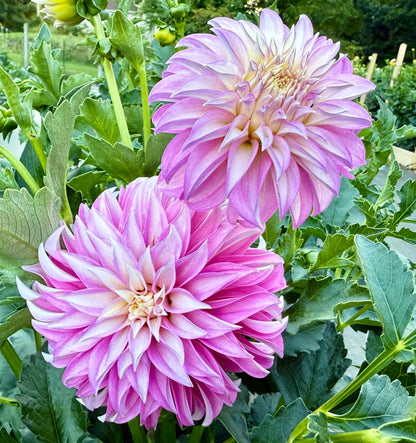 Verrone’s DF - Tuber