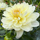 Hollyhill Creamy - Tuber
