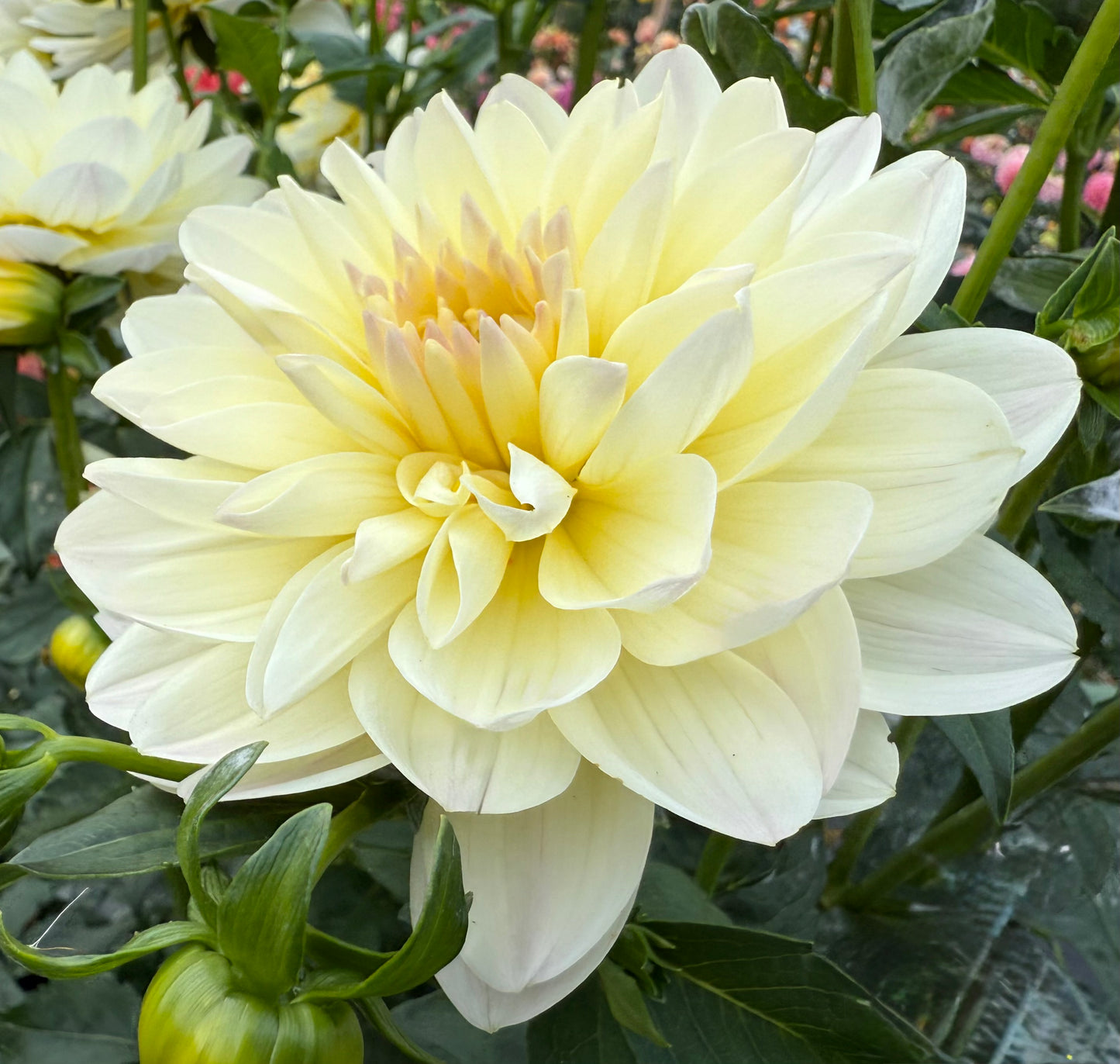 Hollyhill Creamy - Tuber