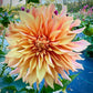 Bell’s Candela - Tuber