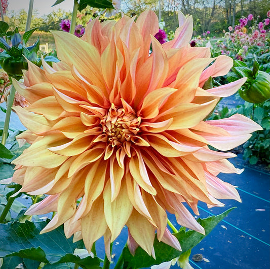 Bell’s Candela - Tuber