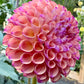 Hapet Coppery - Tuber