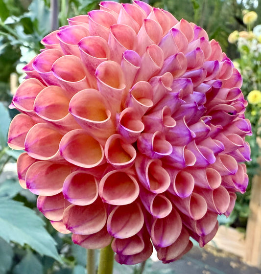 Hapet Coppery - Tuber