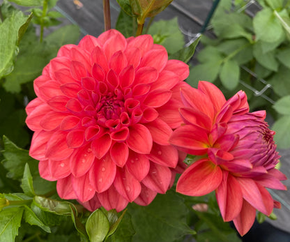 Bloomquist Curt - Tuber