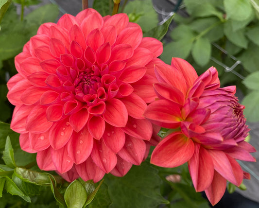 Bloomquist Curt - Tuber