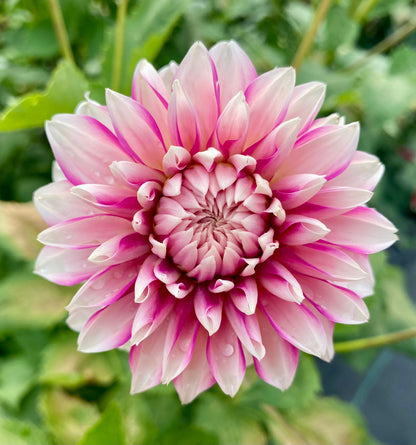 Budapest Blush - Tuber