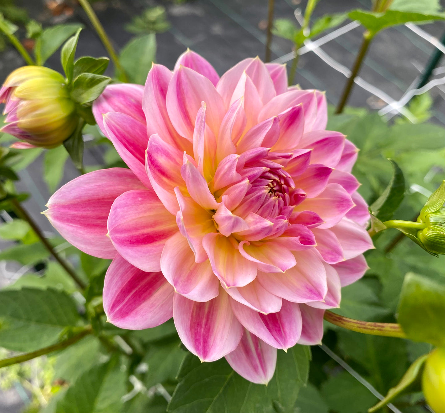 Hapet Elite - Tuber - LIMIT 1