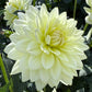 Sandia Showboat - Tuber