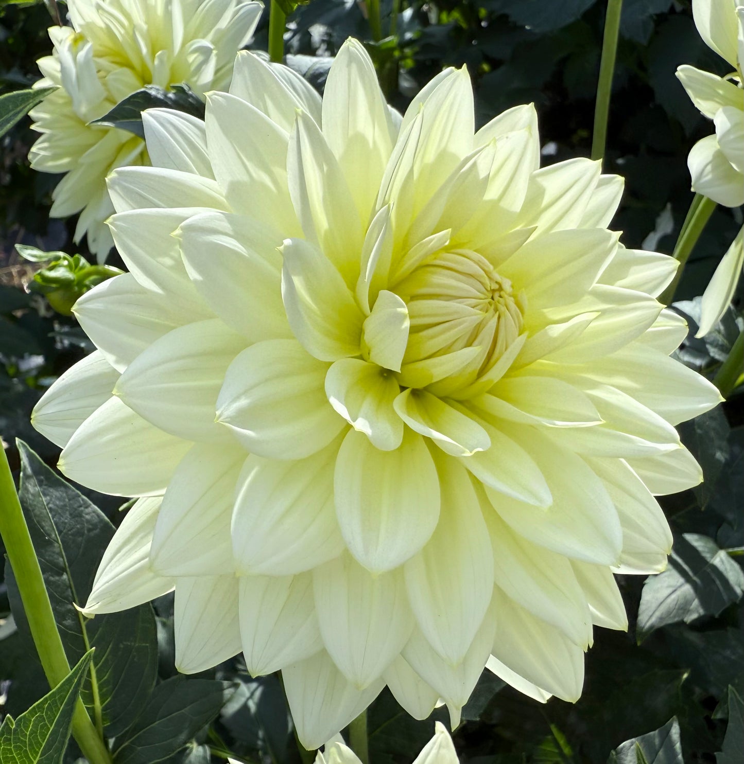 Sandia Showboat - Tuber