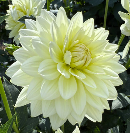 Sandia Showboat - Tuber