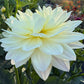 Hollyhill Creamy - Tuber