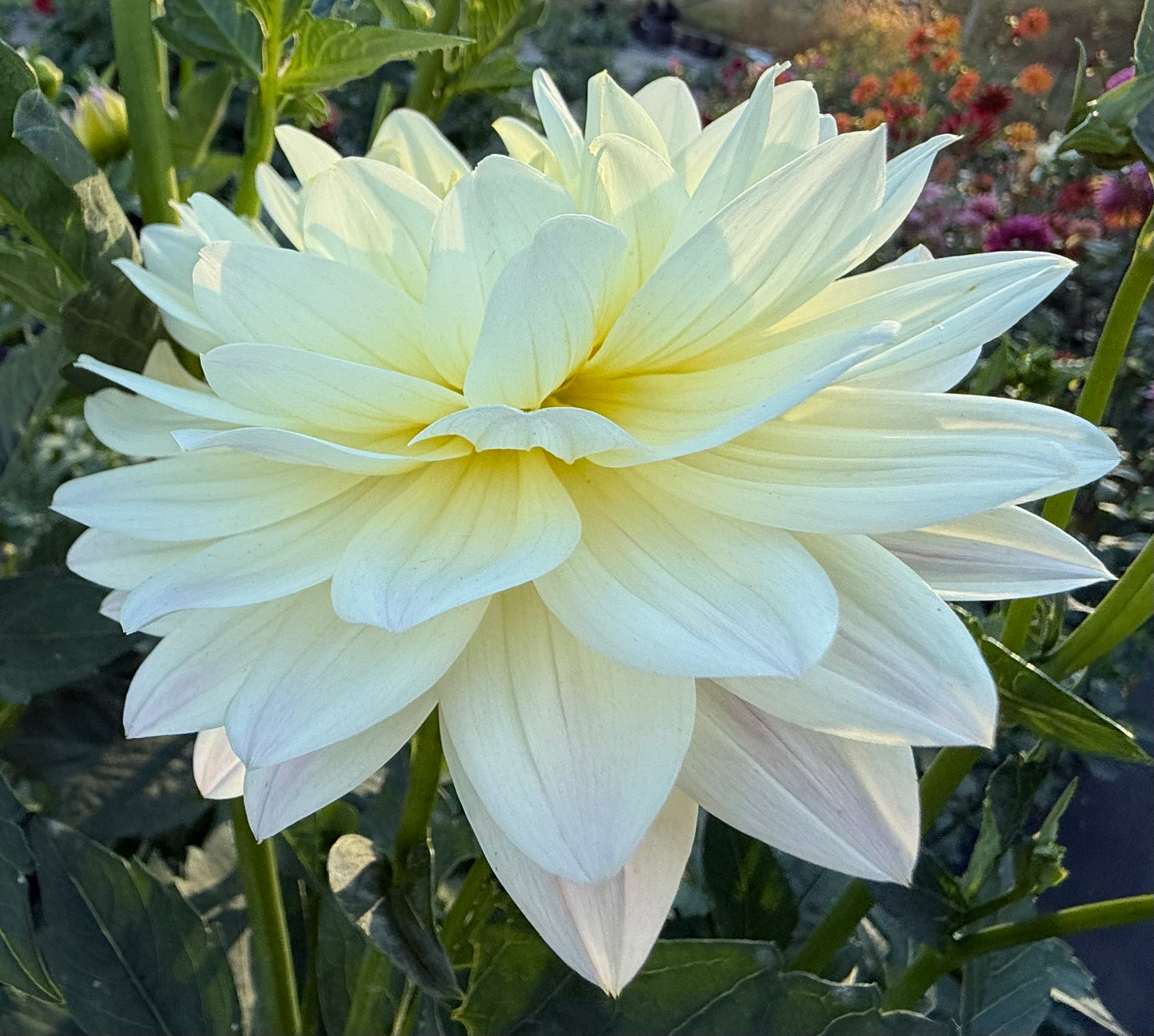Hollyhill Creamy - Tuber