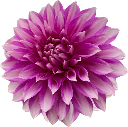 WB’s Misbehavin’ - Tuber