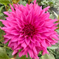 Bloomquist Blessing - Tuber