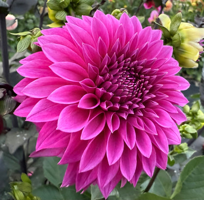 Bloomquist Ruby - Tuber