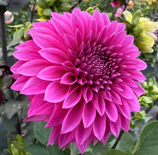 Bloomquist Ruby - Tuber